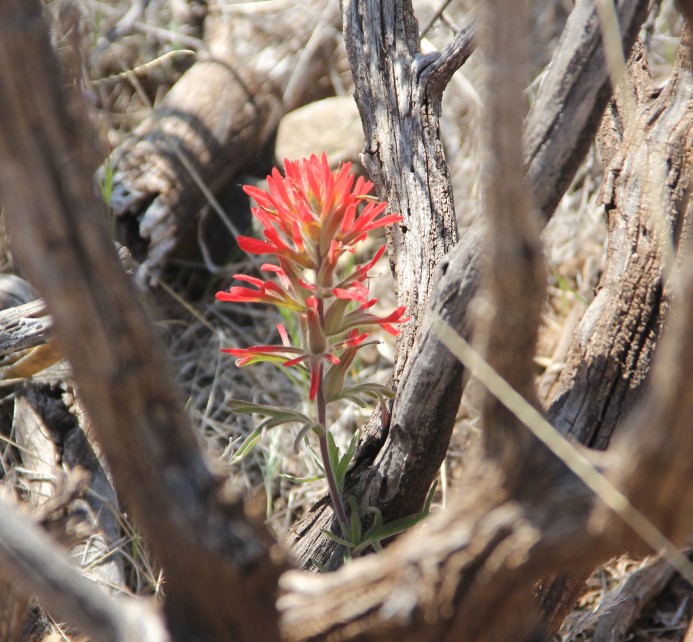 Indian Paintbrush